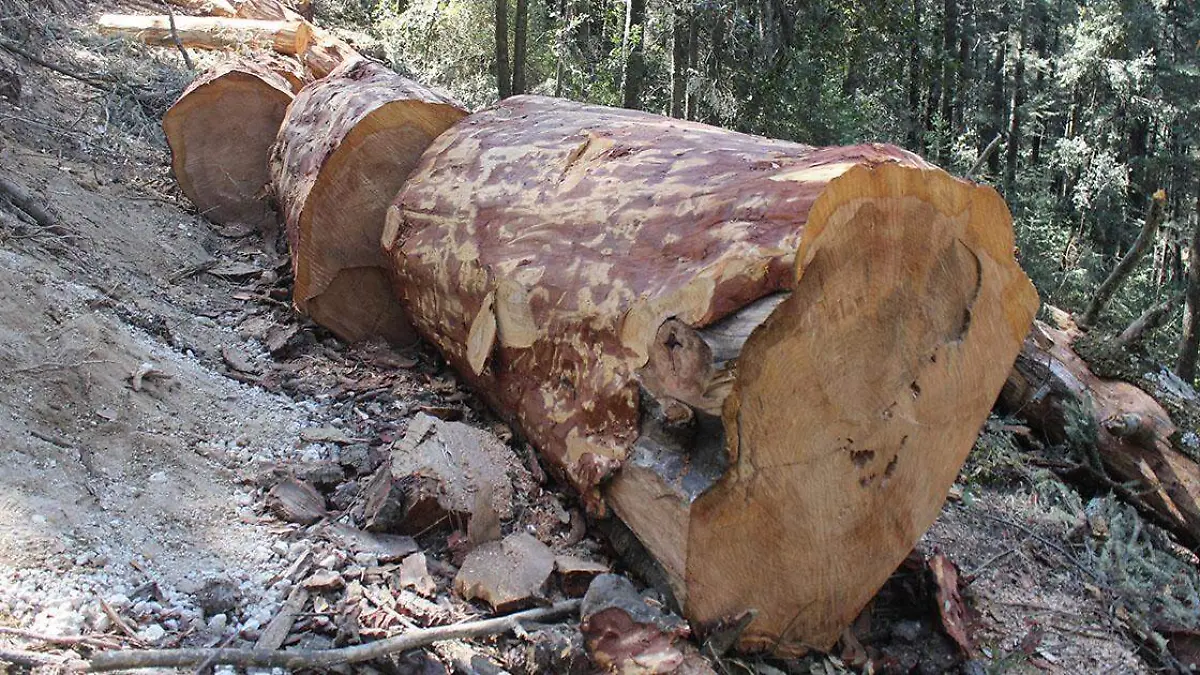 Factores que amenazan la supervivencia de los sitios de aprovechamiento forestal legalmente establecidos en Puebla